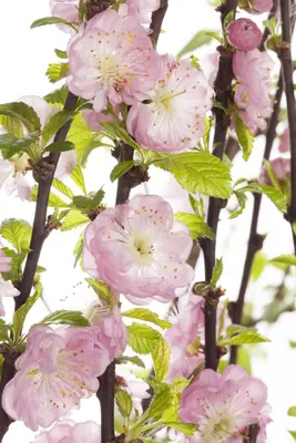 Prunus triloba (Amandelboompje) - afbeelding 2