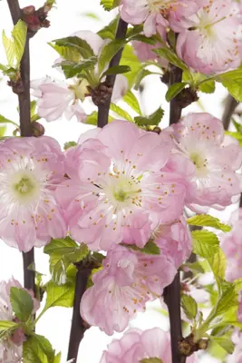 Prunus triloba (Amandelboompje) - afbeelding 3