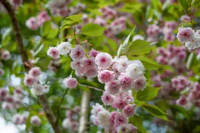 Prunus triloba (Amandelboompje) - afbeelding 5