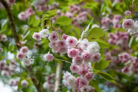 Prunus triloba (Amandelboompje) - afbeelding 5