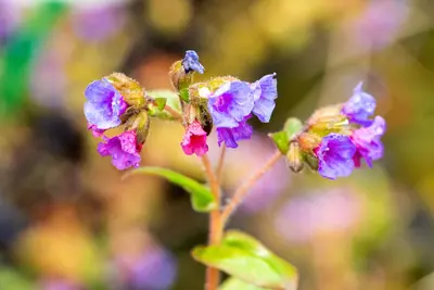 Pulmonaria Angustifolia Azurea (Longkruid) - afbeelding 3
