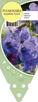 Pulmonaria Angustifolia Azurea (Longkruid) - afbeelding 1