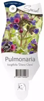 Pulmonaria longifolia 'Diana Clare' (Longkruid) - afbeelding 1