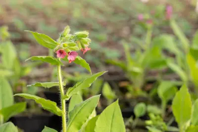 Pulmonaria Rubra Red Start (Longkruid) - afbeelding 4
