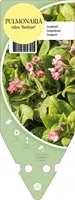 Pulmonaria Rubra Red Start (Longkruid) - afbeelding 1