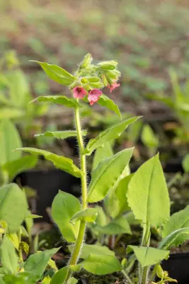 Pulmonaria Rubra Red Start (Longkruid) - afbeelding 5