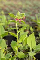 Pulmonaria Rubra Red Start (Longkruid) - afbeelding 5