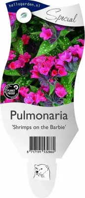 Pulmonaria 'Shrimps on the Barbie' (Longkruid) - afbeelding 1