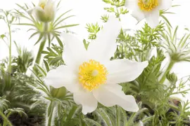 Pulsatilla Vulgaris Alba (Wildemanskruid) - afbeelding 4