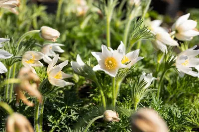 Pulsatilla Vulgaris Alba (Wildemanskruid) - afbeelding 6
