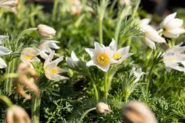 Pulsatilla Vulgaris Alba (Wildemanskruid) - afbeelding 6