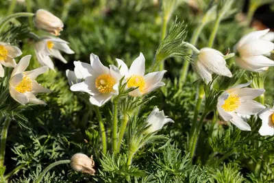 Pulsatilla Vulgaris Alba (Wildemanskruid) - afbeelding 7