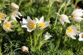 Pulsatilla Vulgaris Alba (Wildemanskruid) - afbeelding 7