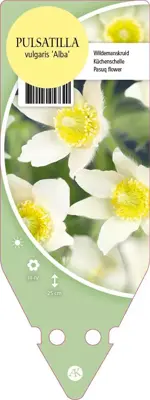 Pulsatilla Vulgaris Alba (Wildemanskruid) - afbeelding 1