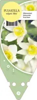 Pulsatilla Vulgaris Alba (Wildemanskruid) - afbeelding 1