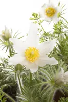 Pulsatilla Vulgaris Alba (Wildemanskruid) - afbeelding 3