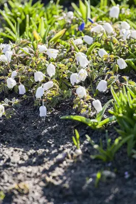 Pulsatilla Vulgaris Alba (Wildemanskruid) - afbeelding 5