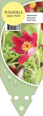 Pulsatilla Vulgaris Rubra (Wildemanskruid) - afbeelding 1