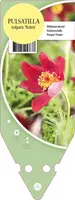 Pulsatilla Vulgaris Rubra (Wildemanskruid) - afbeelding 1