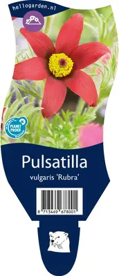 Pulsatilla vulgaris 'Rubra' (Wildemanskruid) - afbeelding 1