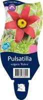 Pulsatilla vulgaris 'Rubra' (Wildemanskruid) - afbeelding 1