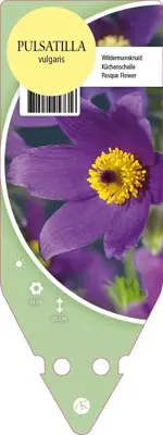 Pulsatilla Vulgaris (Wildemanskruid) - afbeelding 1