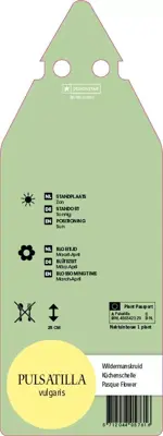 Pulsatilla Vulgaris (Wildemanskruid) - afbeelding 2