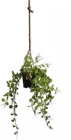 Pure Royal kunst hangplant blad 35cm donkergroen - afbeelding 1