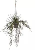 Pure Royal kunst hangplant rhipsalis 55cm groen - afbeelding 1