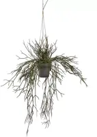 Pure Royal kunst hangplant rhipsalis 55cm groen kopen?