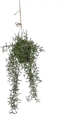 Pure Royal kunst hangplant senecio 55cm groen - afbeelding 2