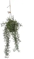Pure Royal kunst hangplant senecio 55cm groen - afbeelding 2