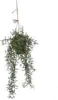 Pure Royal kunst hangplant senecio 55cm groen - afbeelding 2