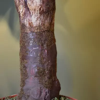 Pure Royal kunstplant alocasia 140cm groen - afbeelding 4