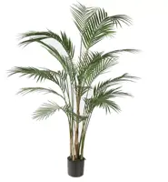 Pure Royal kunstplant arcea 125cm groen - afbeelding 1