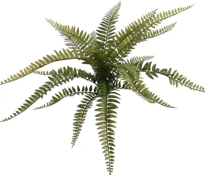 Pure Royal kunstplant boston fern 25cm green - afbeelding 1