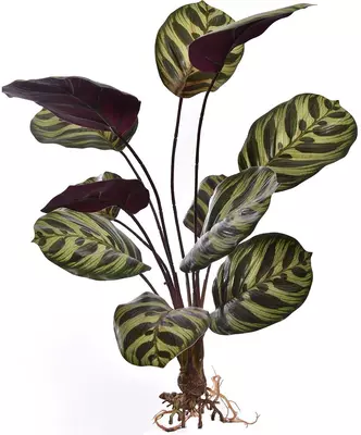 Pure Royal kunstplant calathea 50cm groen - afbeelding 1