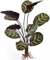 Pure Royal kunstplant calathea 50cm groen kopen?