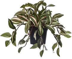 Pure Royal kunstplant ivy 0cm groen - afbeelding 1