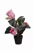 Pure Royal kunstplant medinella 60cm roze - afbeelding 1