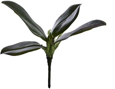 Pure Royal kunstplant orchidee 23cm groen - afbeelding 1