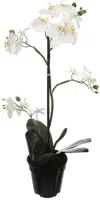 Pure Royal kunstplant orchidee 67cm crème - afbeelding 1