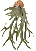 Pure Royal kunstplant staghorn 65cm groen - afbeelding 1