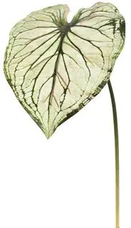 Pure Royal kunsttak caladium 113cm licht groen - afbeelding 1