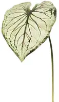 Pure Royal kunsttak caladium 113cm licht groen - afbeelding 1