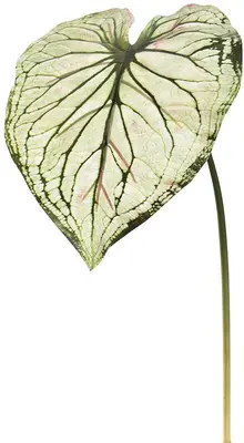 Pure Royal kunsttak caladium 113cm licht groen - afbeelding 1