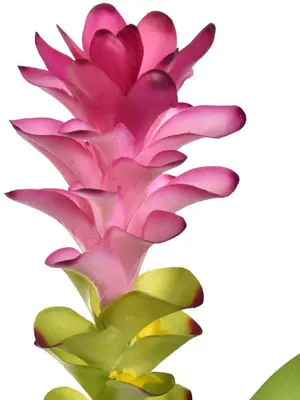 Pure Royal kunsttak gember lelie 75cm roze - afbeelding 2