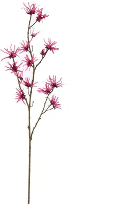 Pure Royal kunsttak hamamelis 98cm beauty - afbeelding 1