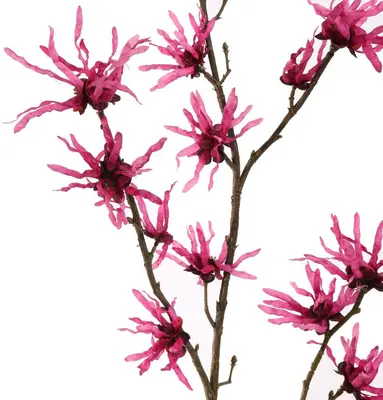 Pure Royal kunsttak hamamelis 98cm beauty - afbeelding 2