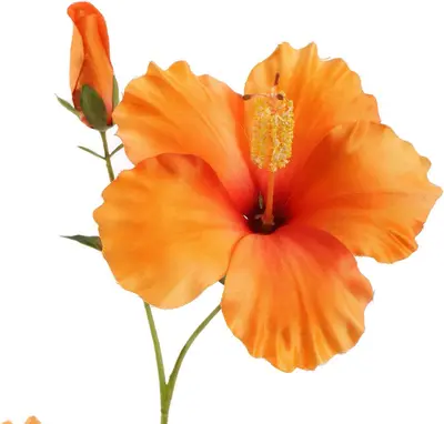Pure Royal kunsttak hibiscus 75cm oranje - afbeelding 2